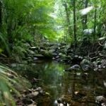 TopLargestNaturalForestsintheWorld