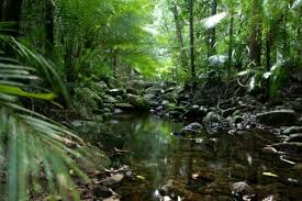 TopLargestNaturalForestsintheWorld
