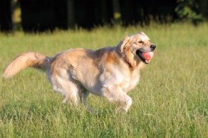 TopMostIntelligentDogBreeds