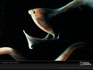 TopStrangestCreaturesonEarth