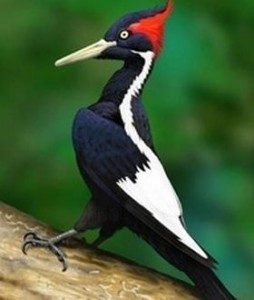 TOPExtinctBirdsList