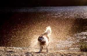 TopThingsWecanLearnfromDogs