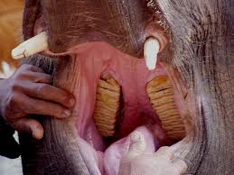 TopVeryInterestingFactsaboutElephants