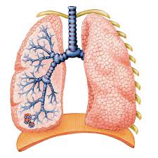 MostImportantBodyOrgans
