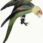 TOPExtinctBirdsList