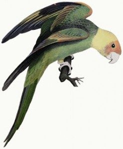 TOPExtinctBirdsList