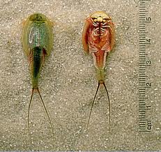 SmallestLivingCreaturesonEarth
