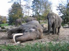 TopVeryInterestingFactsaboutElephants