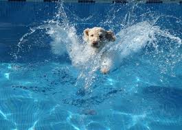 TopThingsWecanLearnfromDogs