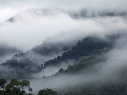 TopLargestNaturalForestsintheWorld