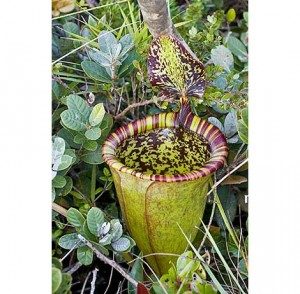 TopDeadliestPlantsintheWorld