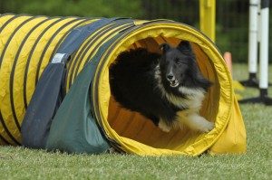 TopMostIntelligentDogBreeds