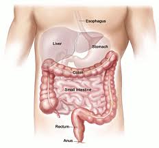 MostImportantBodyOrgans
