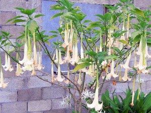 TopDeadliestPlantsintheWorld