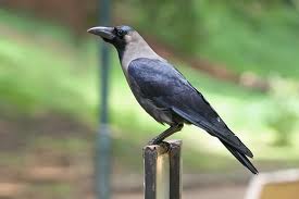 MostIntelligentAnimalsintheWorld
