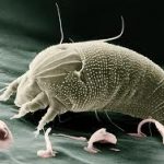 SmallestLivingCreaturesonEarth