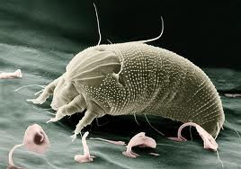 SmallestLivingCreaturesonEarth