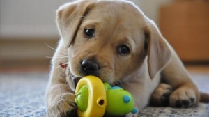 TopMostIntelligentDogBreeds