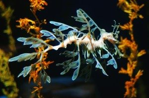 TopStrangestCreaturesonEarth