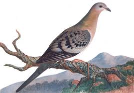 TOPExtinctBirdsList