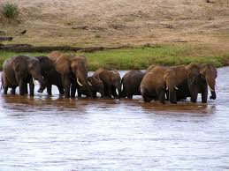 TopVeryInterestingFactsaboutElephants