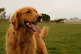 TopThingsWecanLearnfromDogs