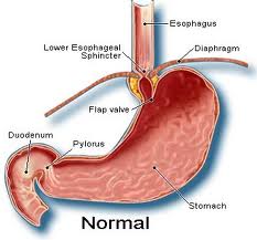 MostImportantBodyOrgans