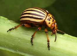 SmallestLivingCreaturesonEarth