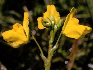TopDeadliestPlantsintheWorld