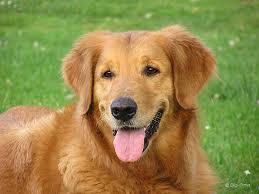 MostIntelligentAnimalsintheWorld