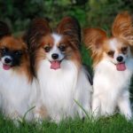 TopMostIntelligentDogBreeds