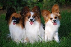 TopMostIntelligentDogBreeds