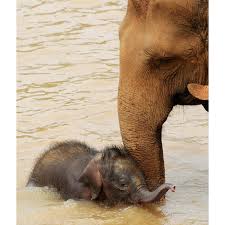 TopVeryInterestingFactsaboutElephants