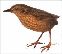 TOPExtinctBirdsList