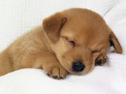 TopThingsWecanLearnfromDogs