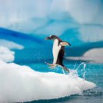 TopAmazingFactsaboutAntarctica