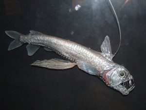 TopStrangestCreaturesonEarth