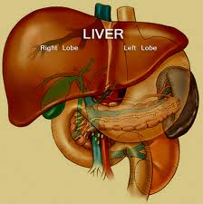 MostImportantBodyOrgans