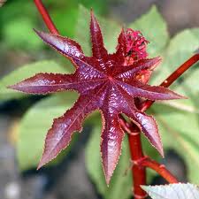 Castor Bean Plant