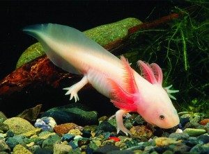 TopStrangestCreaturesonEarth