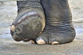 TopVeryInterestingFactsaboutElephants