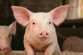 MostIntelligentAnimalsintheWorld