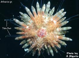 SmallestLivingCreaturesonEarth