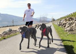 TopThingsWecanLearnfromDogs