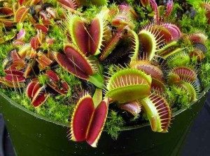 TopDeadliestPlantsintheWorld