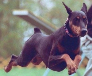 8Doberman | Yina TopMostIntelligentDogBreeds