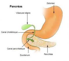 MostImportantBodyOrgans