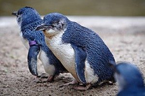 TOPExtinctBirdsList