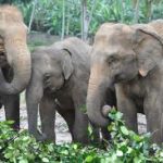 TopVeryInterestingFactsaboutElephants