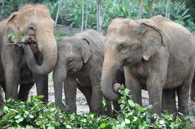 TopVeryInterestingFactsaboutElephants